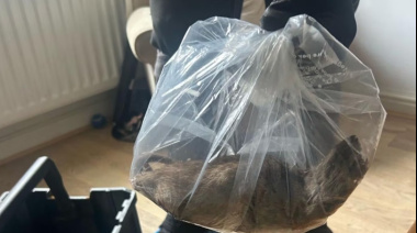 Preocupación en Inglaterra por plaga de ratas "Del tamaño de un gato"