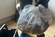 Preocupación en Inglaterra por plaga de ratas "Del tamaño de un gato"