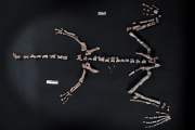 Descubren en La Rioja una nueva especie de dinosaurio que vivió hace más de 230 millones de años