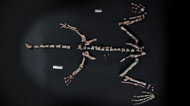 Descubren en La Rioja una nueva especie de dinosaurio que vivió hace más de 230 millones de años