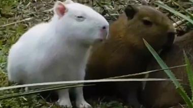 El carpincho albino que rompió Internet vuelve a ser furor