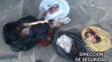 Interceptan a seis “galgueros” con carne de guanaco y 12 perros de caza