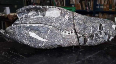 “El feroz cocodrilo del viento”: descubren una nueva especie en la Patagonia
