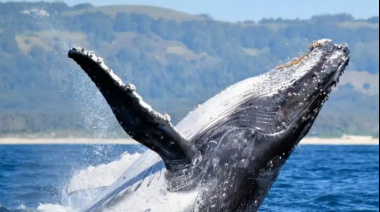 Comenzó la temporada de Ballenas en Chubut