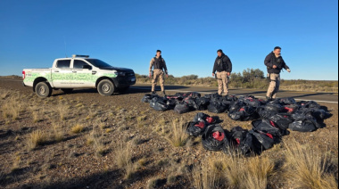 Incautaron 1.500 kilos de carne de guanaco en una camioneta 🦙