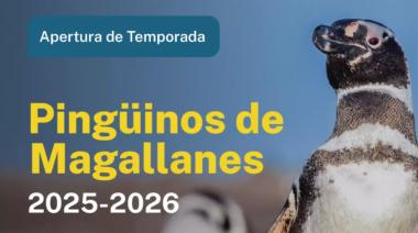 Chubut abre sus puertas a los pingüinos de Magallanes ✨