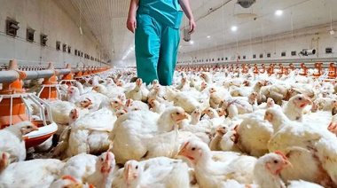 Argentina frena exportaciones de pollo y huevos por un caso de gripe aviar