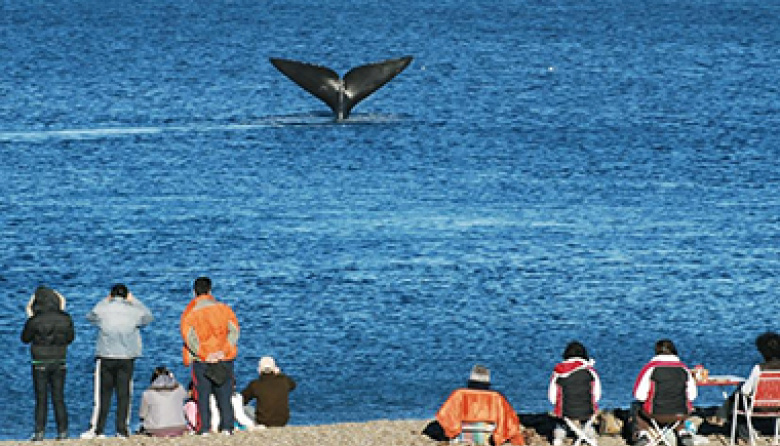Ballenas gratis para los madrynenses: salida especial a El Doradillo