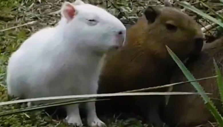 El carpincho albino que rompió Internet vuelve a ser furor