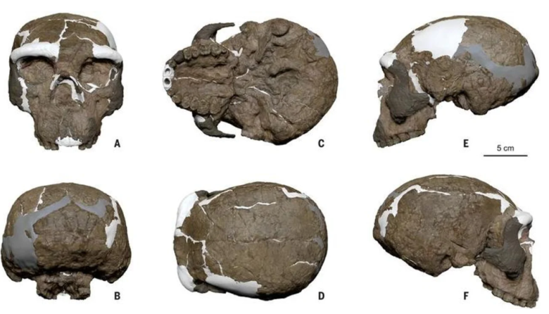 Hallan en China un cráneo de un millón de años que cambia la historia de la evolución humana