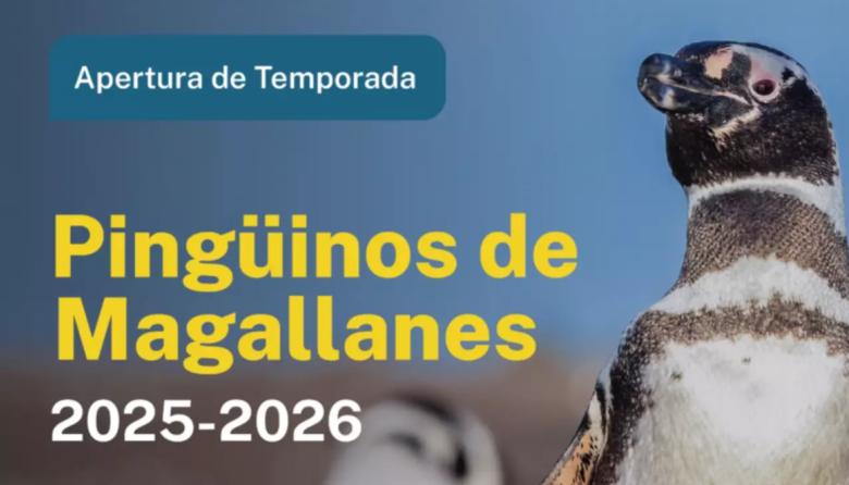 Chubut abre sus puertas a los pingüinos de Magallanes ✨