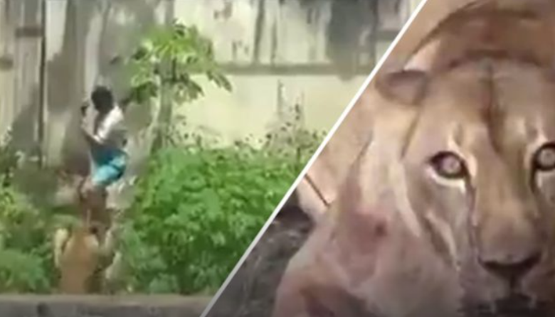 Un joven murió tras entrar a la jaula de una leona y el parque cerró sus puertas de inmediato