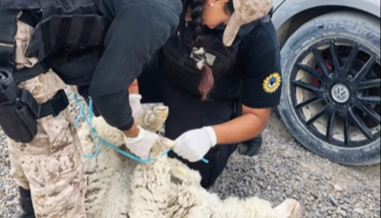 Transportaban tres ovejas maniatadas y un galgo en un auto de alta gama