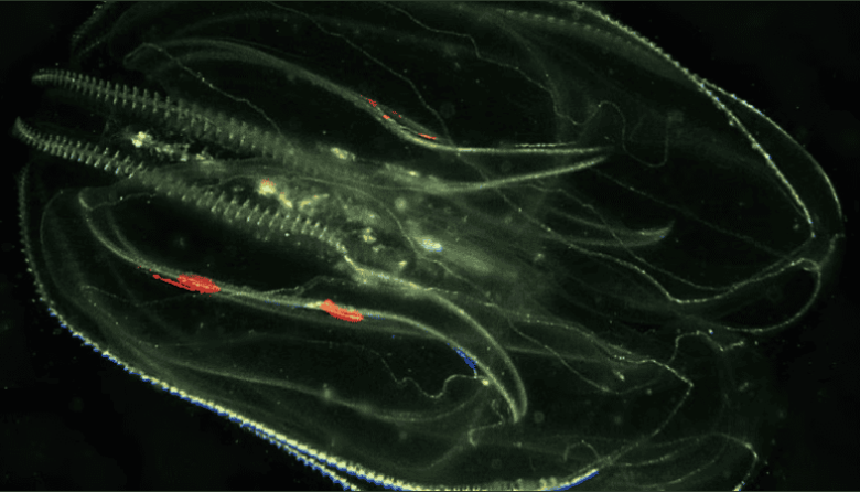 Venecia en jaque: medusas caníbales y cangrejos azules invaden la laguna