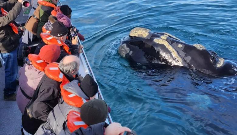 Provincia lanza la licitación para el avistaje de ballenas en Puerto Pirámides por 15 temporadas