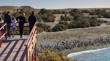 Finalizó la temporada de pingüinos en Punta Tombo