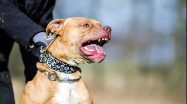 Brutal ataque en El Bolsón: deberán pagar $14 millones por el ataque de su pitbull a una nena
