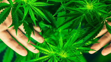 Crece un extraño síndrome por el consumo de cannabis y preocupa a los expertos