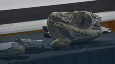 Apareció un cocodrilo marino de 150 millones de años en Neuquén y es un hallazgo histórico