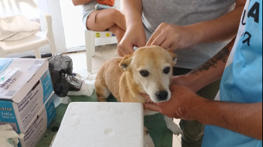 Puerto Madryn sigue firme con su campaña de cuidado animal: turno ahora para el barrio Güemes