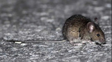 Buscan frenar al hantavirus con un medicamento argentino: ya trataron a dos pacientes