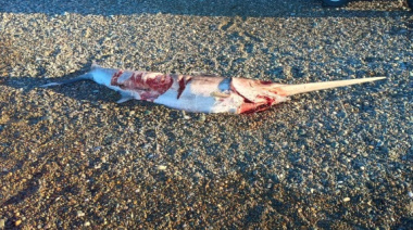 Hallaron un pez espada en la playa Bajo Los Huesos