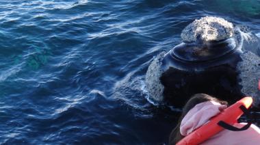 Puerto Madryn se lució con un nuevo Fam Press para promocionar la temporada de ballenas