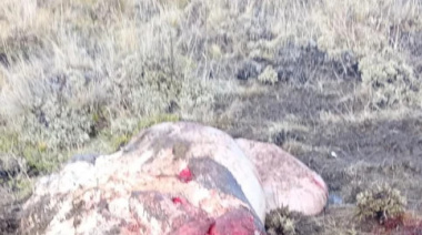 Corcovado: faenaron una vaca y tiraron las vísceras al costado del camino