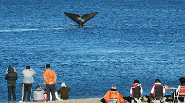 Ballenas gratis para los madrynenses: salida especial a El Doradillo