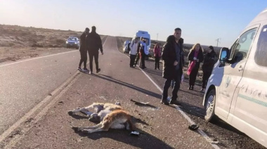 Un guanaco se cruzó en la ruta y terminó en tragedia para el turismo