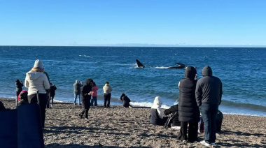 Puerto Madryn explotó en el finde largo: 74% de ocupación gracias a las ballenas