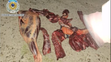 Secuestraron un potrillo faenado que viajaba en la caja de una camioneta