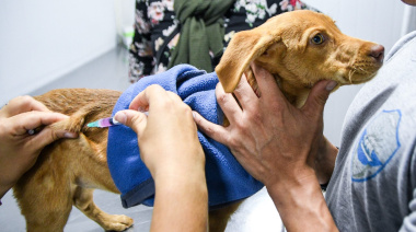 Vacunación y castración gratis para perros y gatos en distintos barrios