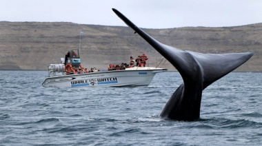 Nuevos rastreadores satelitales para seguir los secretos de las ballenas en Chubut
