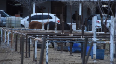 Dos caballos de la Policía Montada murieron atropellados en Rawson