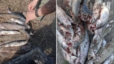 Decomisaron casi 50 peces y 17 cañas en un operativo en Sarmiento