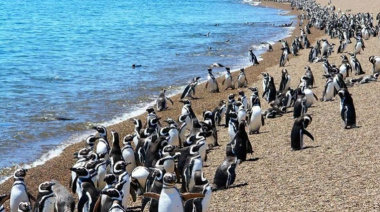 Se inauguró la temporada de pingüinos en Punta Tombo con más servicios, conservación y tecnología