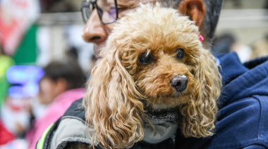 Vacunación y castraciones gratis para perros y gatos este fin de semana