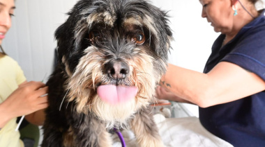 Vacunación y castración gratuita de mascotas en el barrio San Miguel