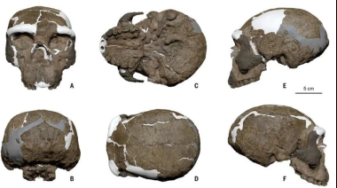 Hallan en China un cráneo de un millón de años que cambia la historia de la evolución humana