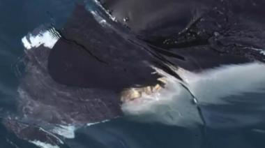 Orcas cazaron y devoraron a un ballenato frente a turistas en Puerto Pirámides