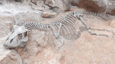 Llega el streaming que mostrará nuevos hallazgos en tiempo real sobre dinosaurios