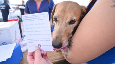 Campaña gratuita de castración en el barrio Güemes: cuidá a tu mascota
