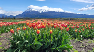 Trevelin se llena de color: arrancó la floración en el Campo de Tulipanes