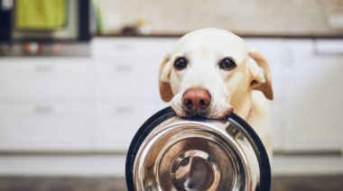 Buscan hogares para 15 perros que quedaron solos tras la muerte de su cuidador