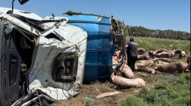 Volcó un camión con cerdos y los vecinos arrasaron con los animales en plena ruta