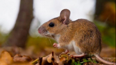 Confirmaron un caso de hantavirus en Chubut: una mujer está internada en terapia intensiva