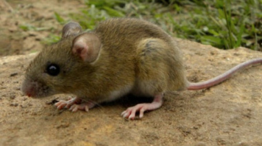 Confirman un caso de hantavirus en Chubut: una mujer está internada en terapia intensiva