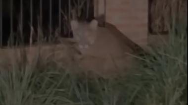 Impactante: un puma apareció caminando por una calle de Trelew