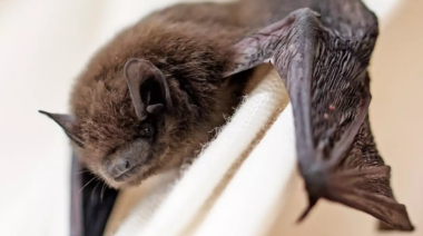 Detectaron murciélagos con rabia en Trelew y Rawson: activaron el protocolo sanitario